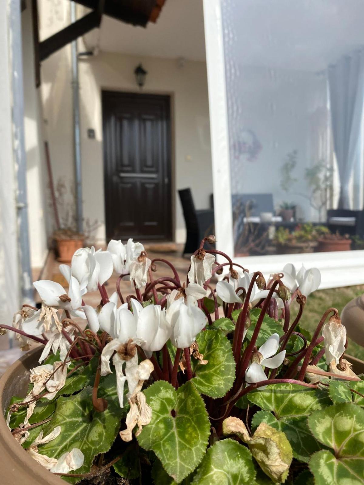 Golden House Apartment Alexandroupoli Exterior photo